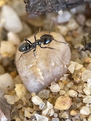 Anonychomyrma