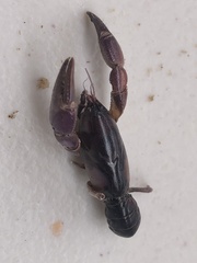 Engaeus sericatus