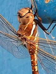 Adversaeschna brevistyla