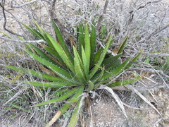 Agave lechuguilla
