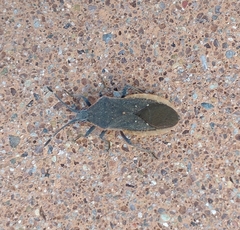 Catorhintha apicalis