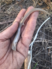 Cyclodomorphus celatus