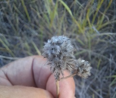 Dalea aurea