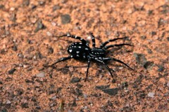Nyssus albopunctatus