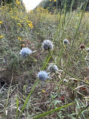 Eryngium integrifolium