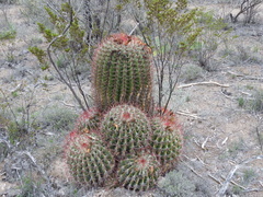 Ferocactus pilosus