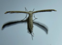 Lioptilodes albistriolatus