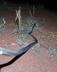 Pseudechis australis