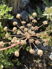 Angelica tomentosa