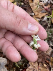 Spiranthes ochroleuca