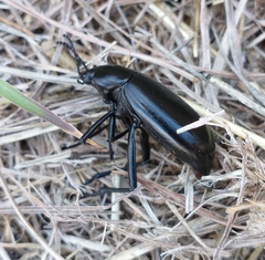 Eleodes longicollis