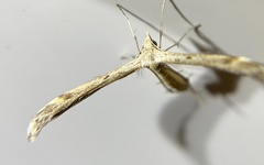 Lioptilodes albistriolatus