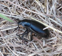 Eleodes longicollis