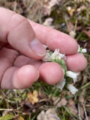 Spiranthes ochroleuca