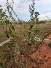 Mesosphaerum suaveolens