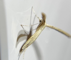 Lioptilodes albistriolatus