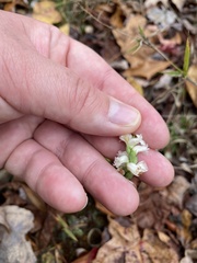 Spiranthes ochroleuca