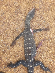 Varanus giganteus