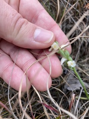 Spiranthes ochroleuca
