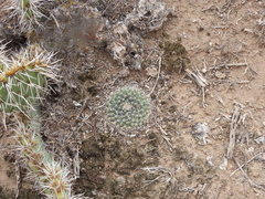 Mammillaria meiacantha