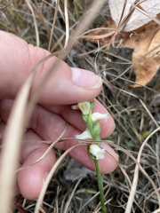 Spiranthes ochroleuca