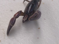 Engaeus sericatus