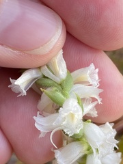 Spiranthes ochroleuca