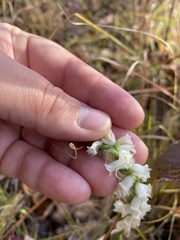 Spiranthes ochroleuca