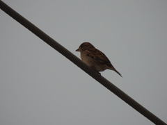 Passer domesticus