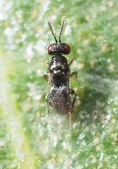 Chalcidoidea