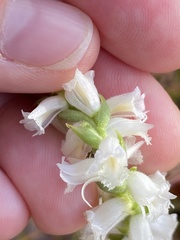 Spiranthes ochroleuca