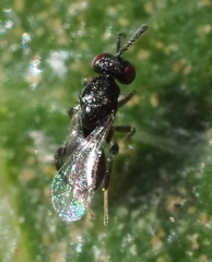 Chalcidoidea