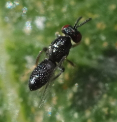 Chalcidoidea