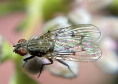Anthomyia ochripes