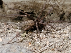 Tegenaria domestica