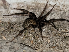 Tegenaria domestica