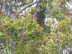 Angophora floribunda