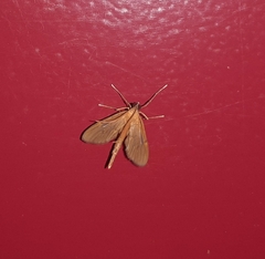 Hymenoptychis sordida