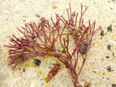 Melanthalia