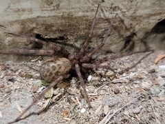 Tegenaria domestica
