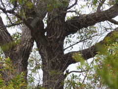 Angophora floribunda