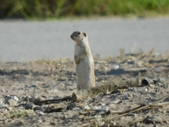 Xerospermophilus spilosoma