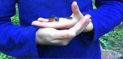 Ensatina eschscholtzii