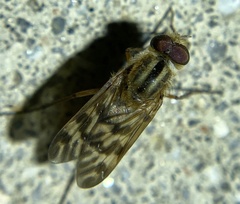 Therevidae