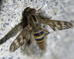 Therevidae