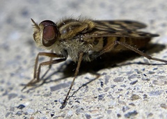 Therevidae