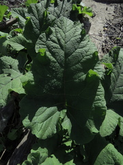 Tracheophyta