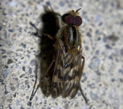 Therevidae