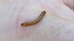 Meracantha contracta