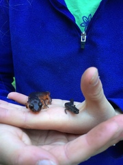 Ensatina eschscholtzii